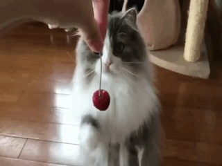 video1 (2).gif