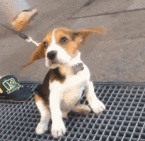 acc557f121b5d5e765c1cce96dc4be14.gif