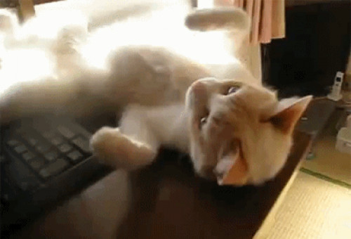 невозмутимость.gif