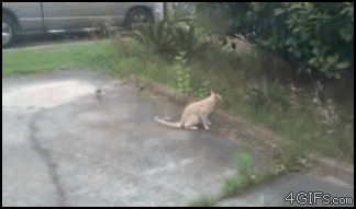 a39f7127fb17c58c3a60413d56f.gif