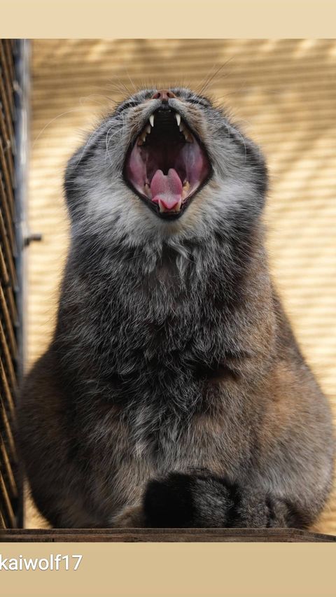 manul-09112022-0003.jpg