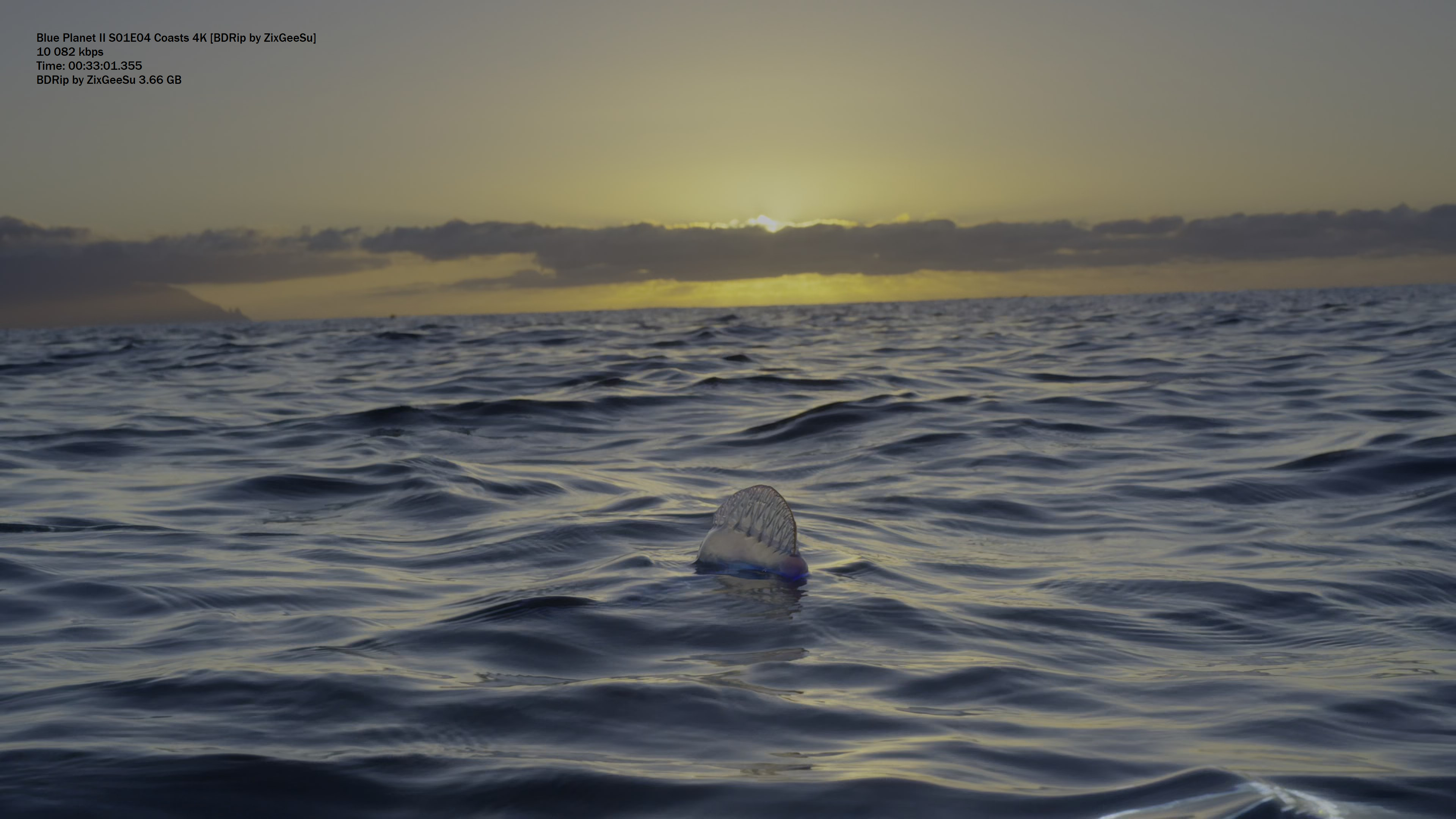 Blue Planet II S01E04 Coasts 4K [BDRip by ZixGeeSu].mkv_snapshot_33.01.355 98q.jpg