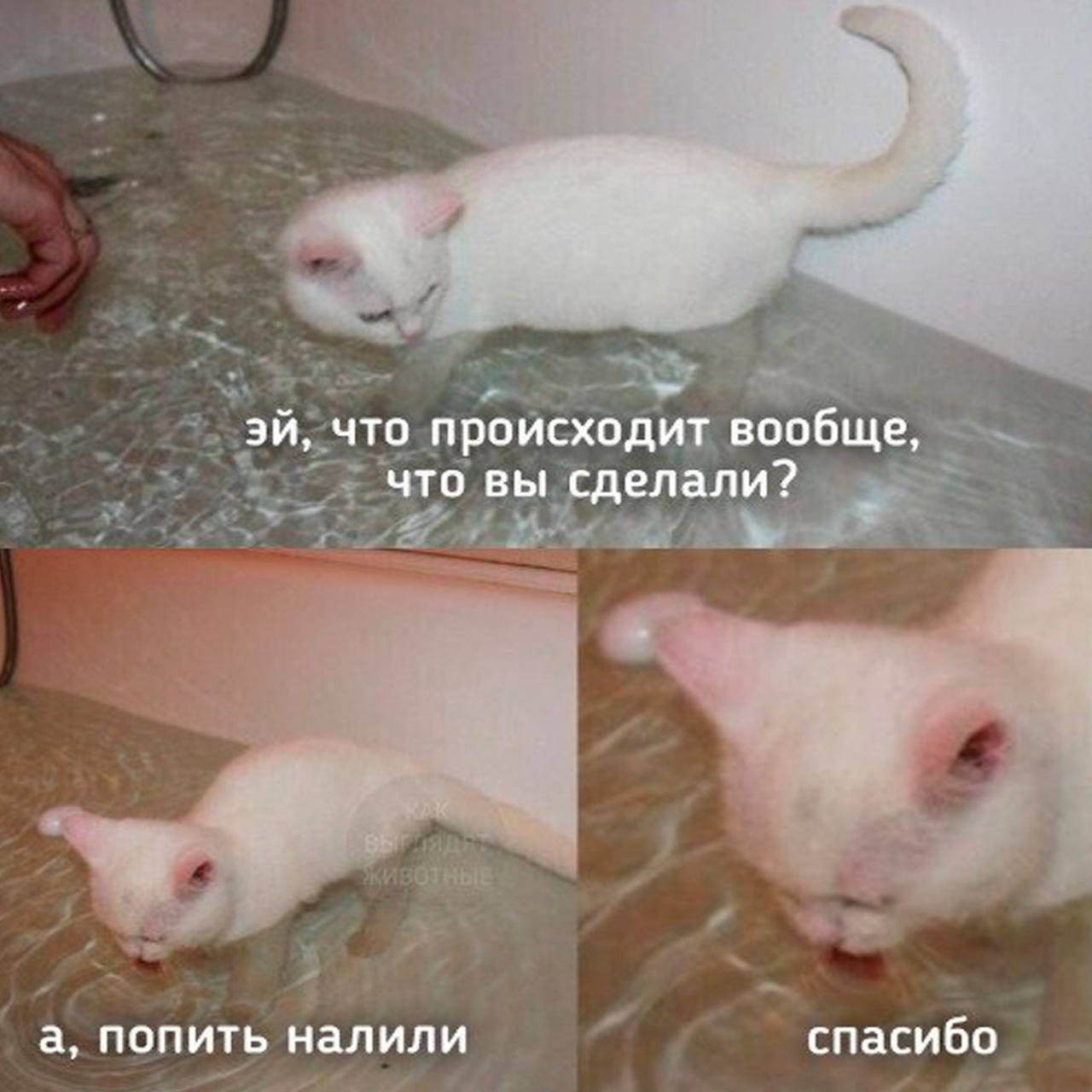 pHmmz0eH2tQ.jpg