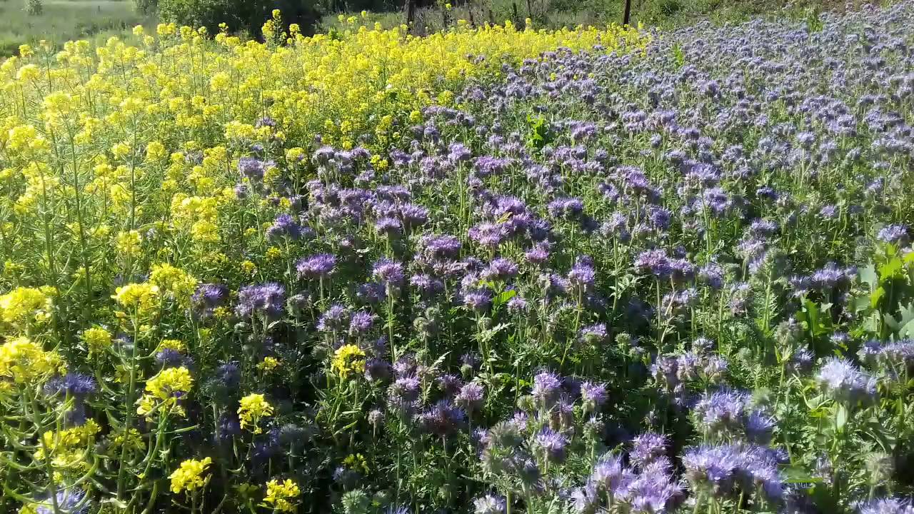 Phacelia nebo hořčice jako zelené hnojení – co je lepší a účinnější?