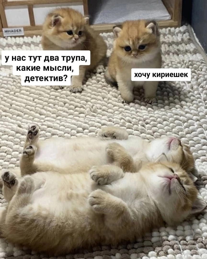 pZYpjqVpMAWk.jpg