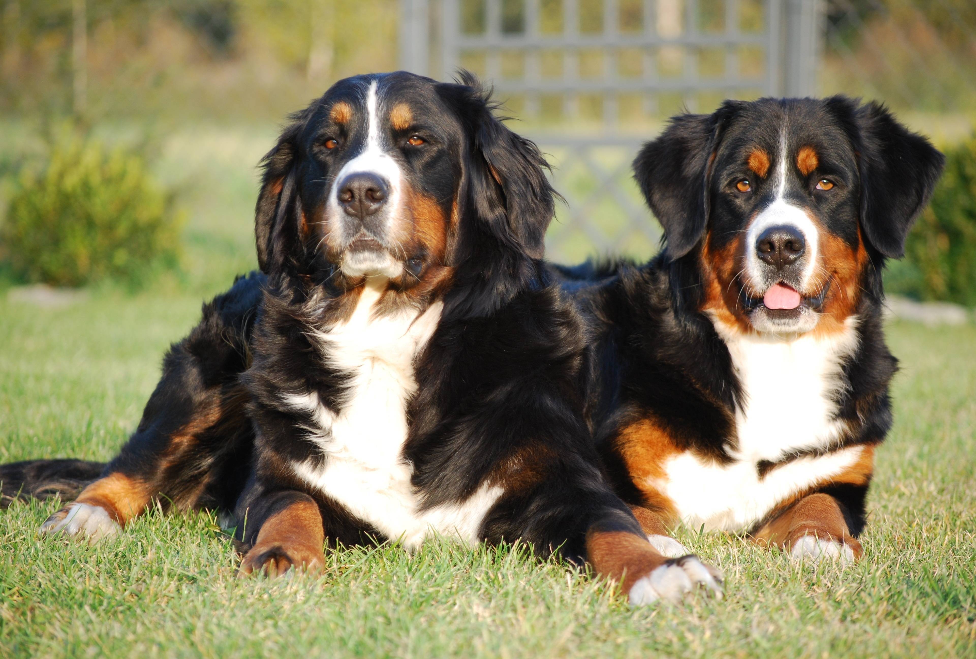 Bernese mountain dog. Бернский зенненхунд. Бернская овчарка и Бернский зенненхунд. Порода Бернский зенненхунд. Альпийская овчарка Бернский зенненхунд.