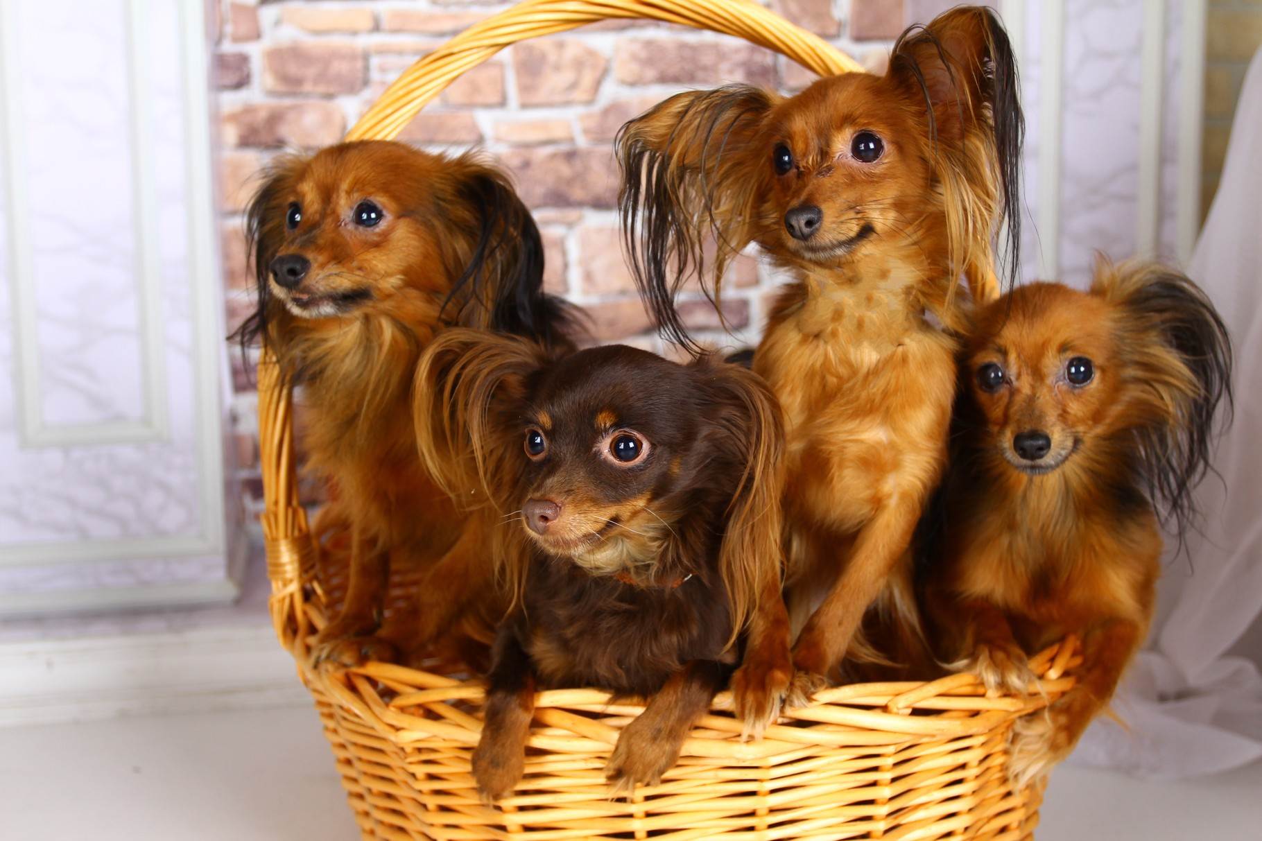 Фото маленьких собак разных пород для дома