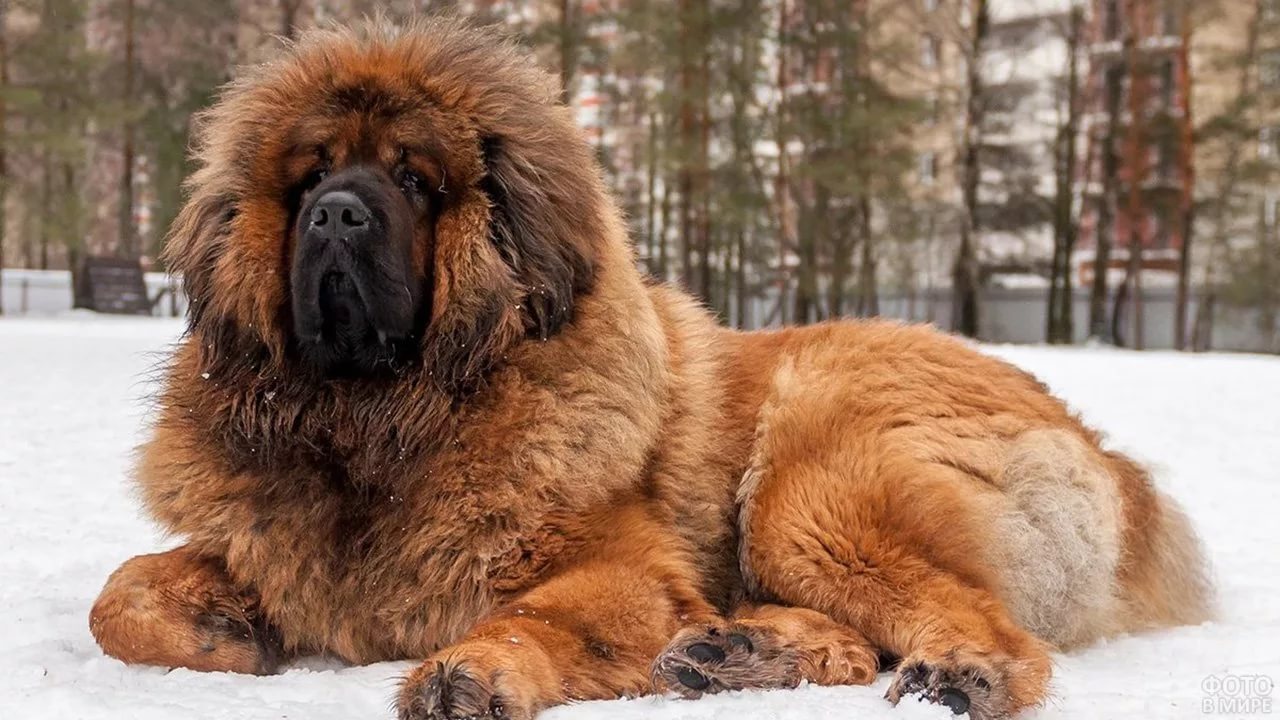 Все о собаке 'мастиф'. Описание породы, характер, уход, содержание - фото