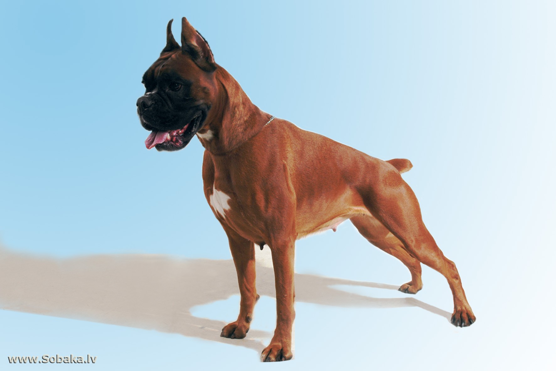Боксер собака фото немецкий взрослой собаки