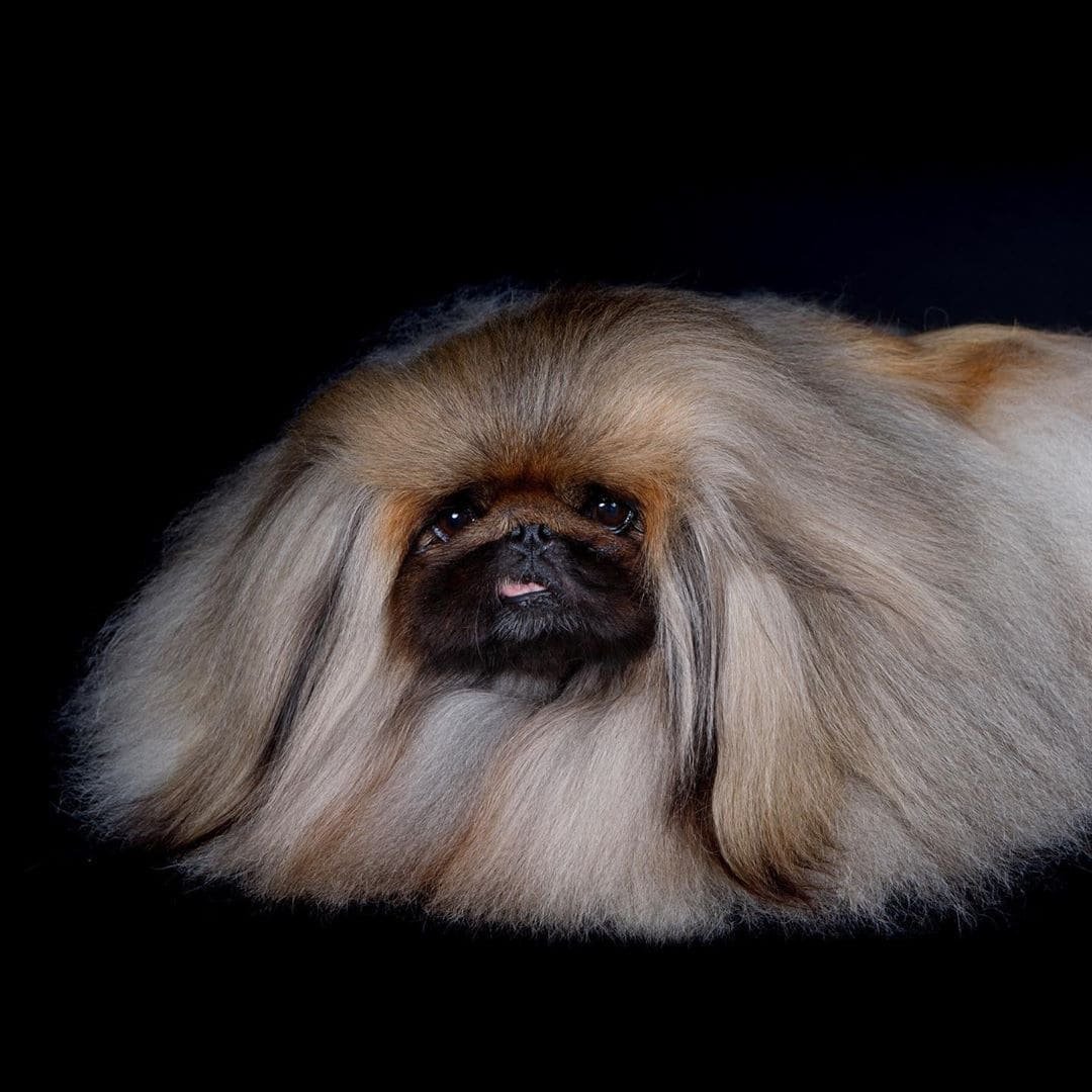 Породы собак пекинес с фотографиями