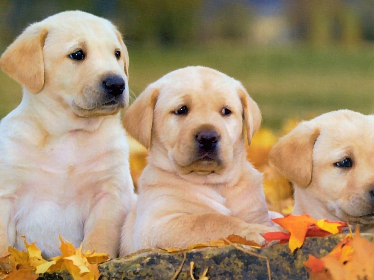 Породы собак щенки с фотографиями щенки