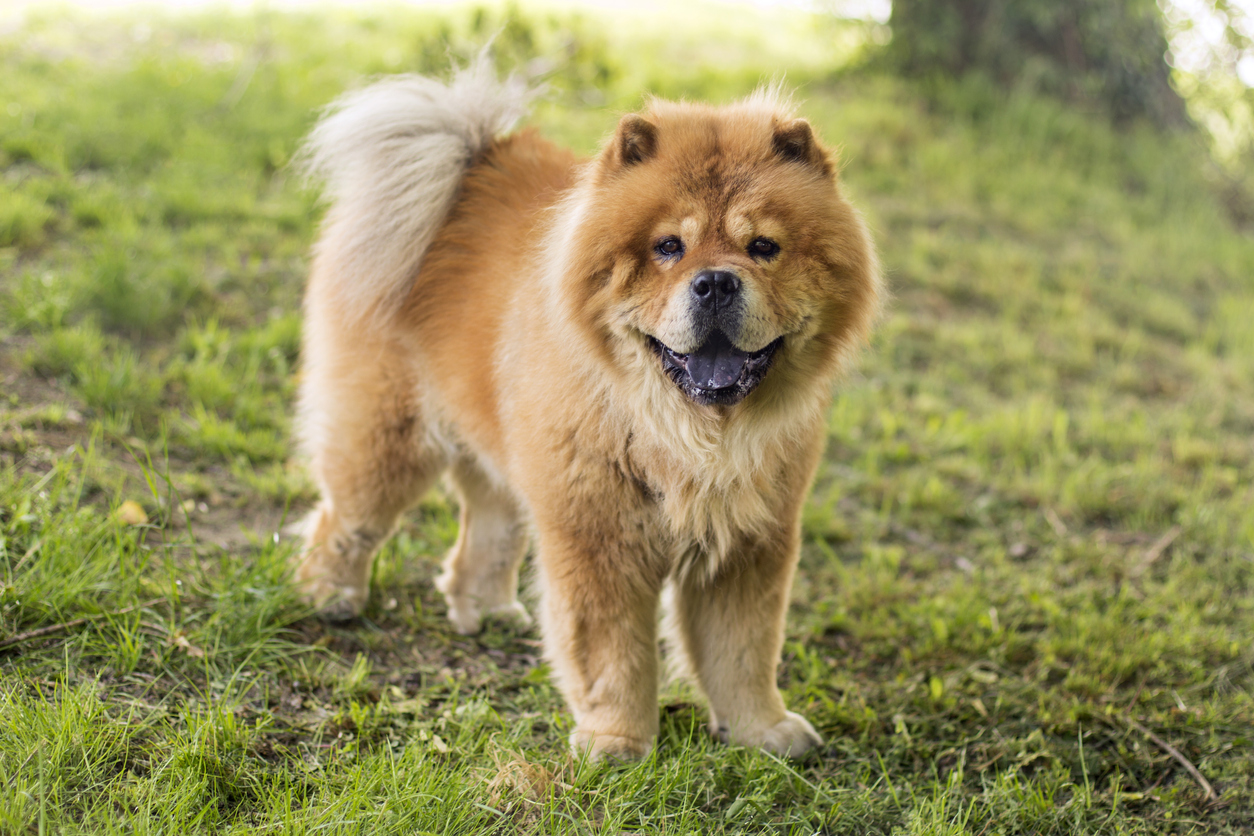 Habitant chow chow