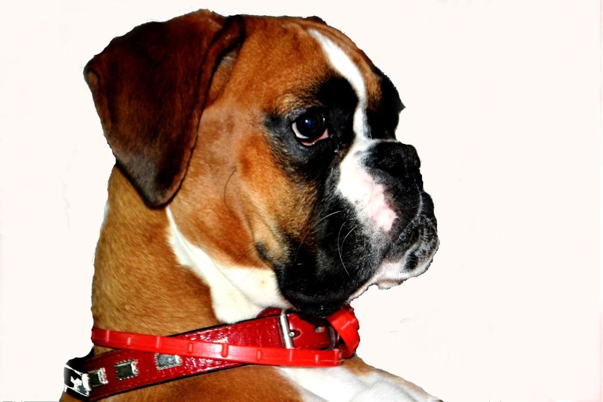 Собака породы боксер фото описание породы