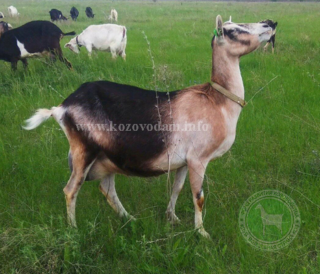 Луна 2 s000lka.jpg