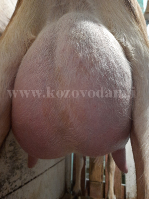 Карина 2 Света.jpg