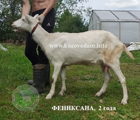 Фениксана 3 Rabelle.jpg