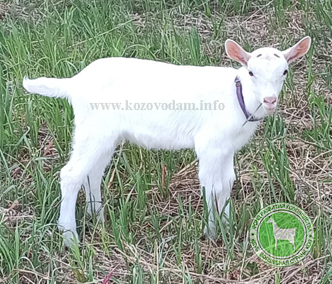 Королевская Роза Rabelle.jpg