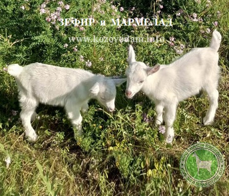 Зефир и Мармелад Хуторской34.jpg
