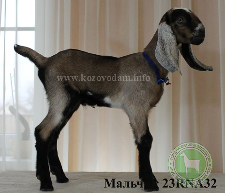 Козлик NDM23001049D 1 Нелина.png