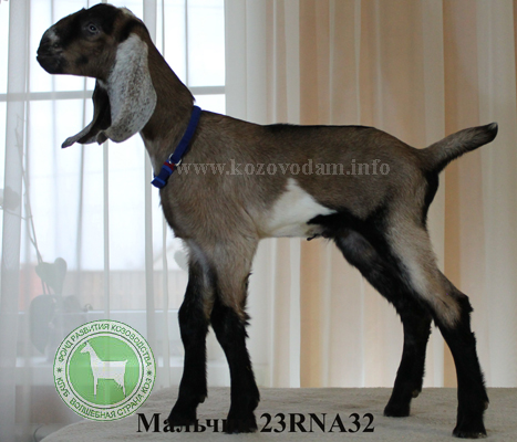 Козлик NDM23001049D 2 Нелина.jpg