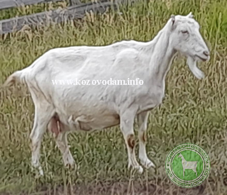 Мила Oksana061.jpg