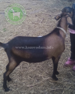 Барон Oksana061.jpg