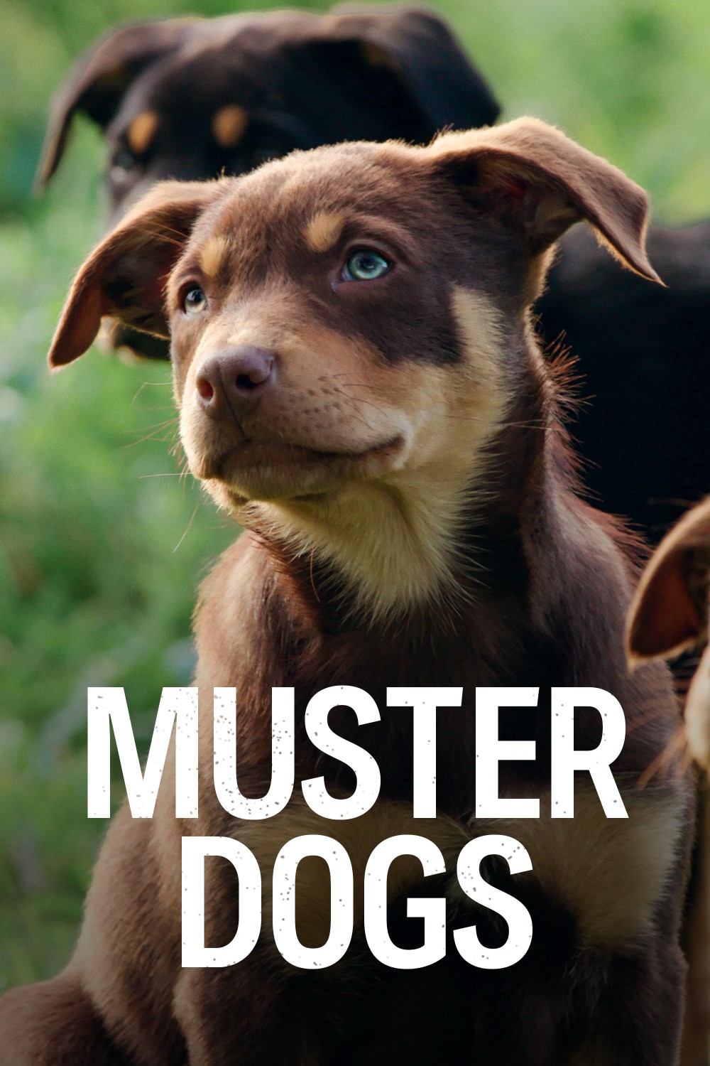 Muster Dogs S02E01 [1080p] (x265) C1bec68bac9cf3147ada6205db9cfc3e