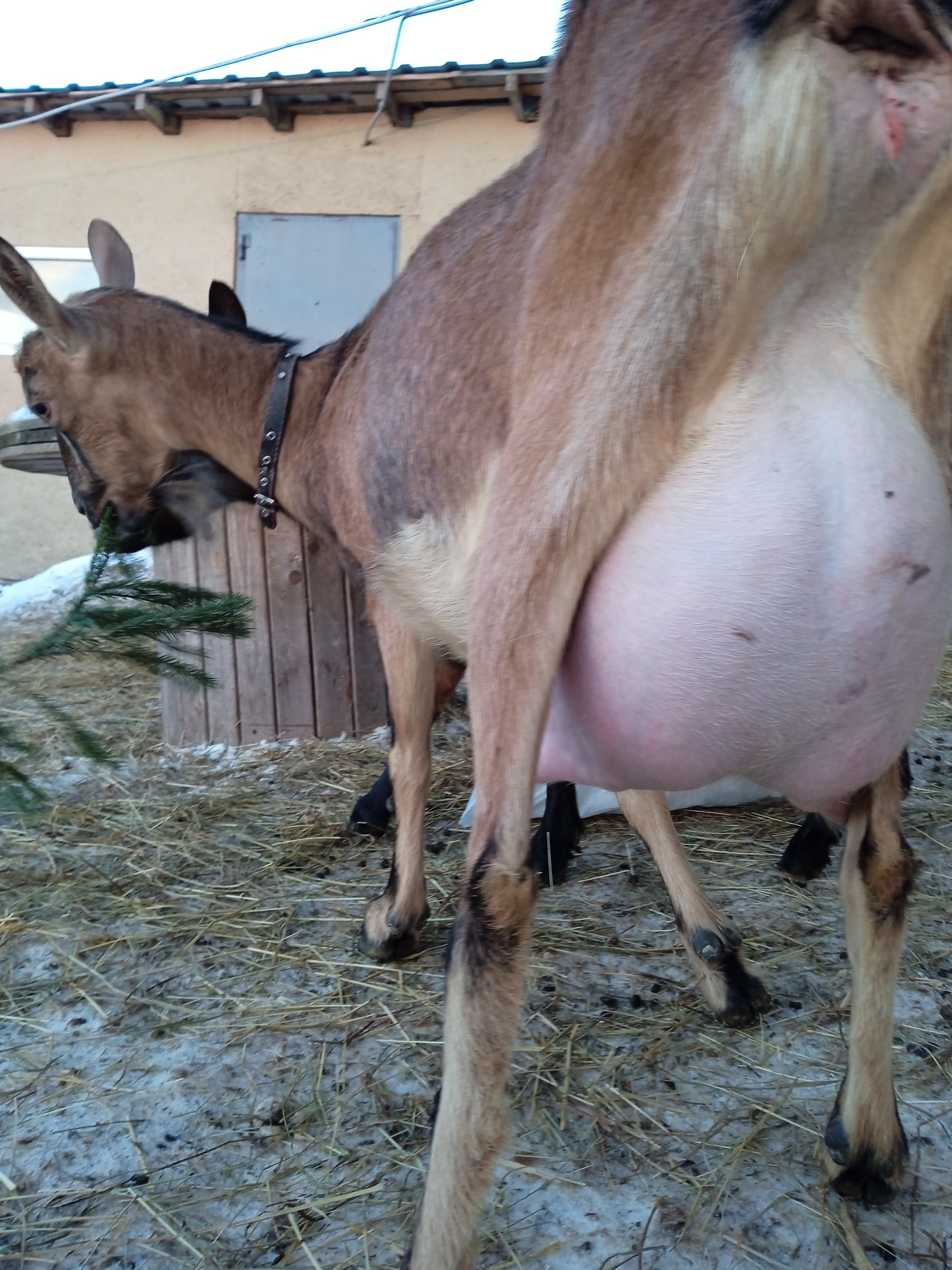 Мила 4 nadinrogfarm..jpeg