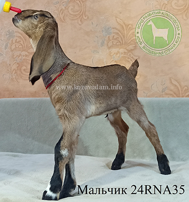 Козлик NM24001088D 2 Нелина.jpg