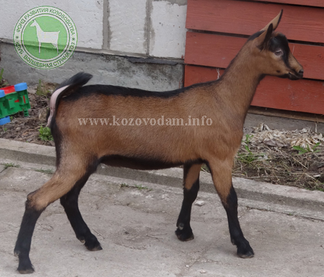 Ницца 2 ЛПХ Смирновских.JPG