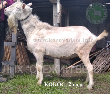 Кокос 4 Симанская Ольга..jpg