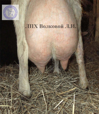 Мотя 2 Людмила Волкова.jpg