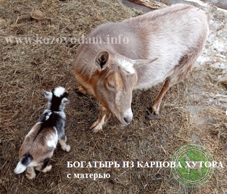 Богатырь Карпов хутор.jpg