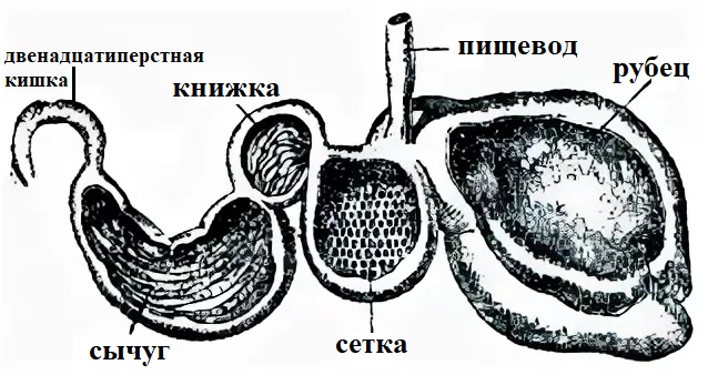 Желудок в разрезе.jpg