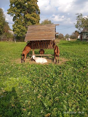 ЛПХ Светланка Хуторянка 4.jpg