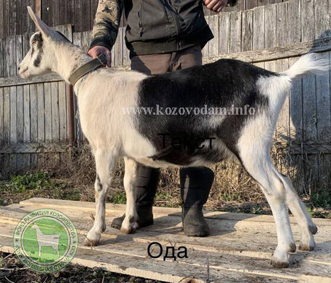 Ода 2 Светлана Владиславовна.jpg
