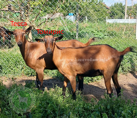 Томирис и Тесса  ЛПХ Сокол.jpg