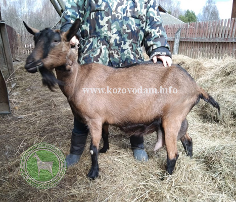 Злата 1 ЛПХ Шумиловой.jpg