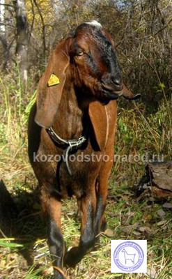 Дэнди   Боярка.jpg