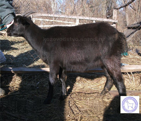 Смородина 1 egor dob.jpg