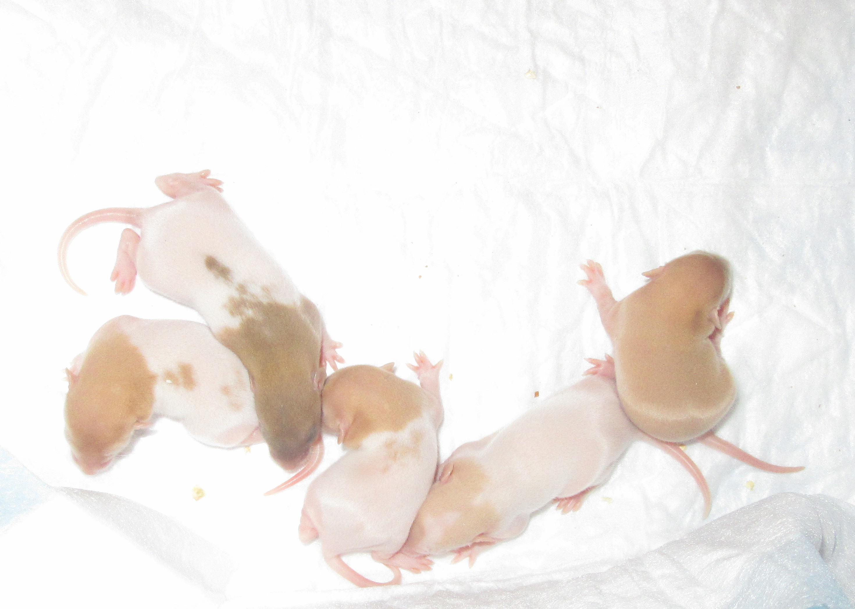 L4 девочки 06.jpg