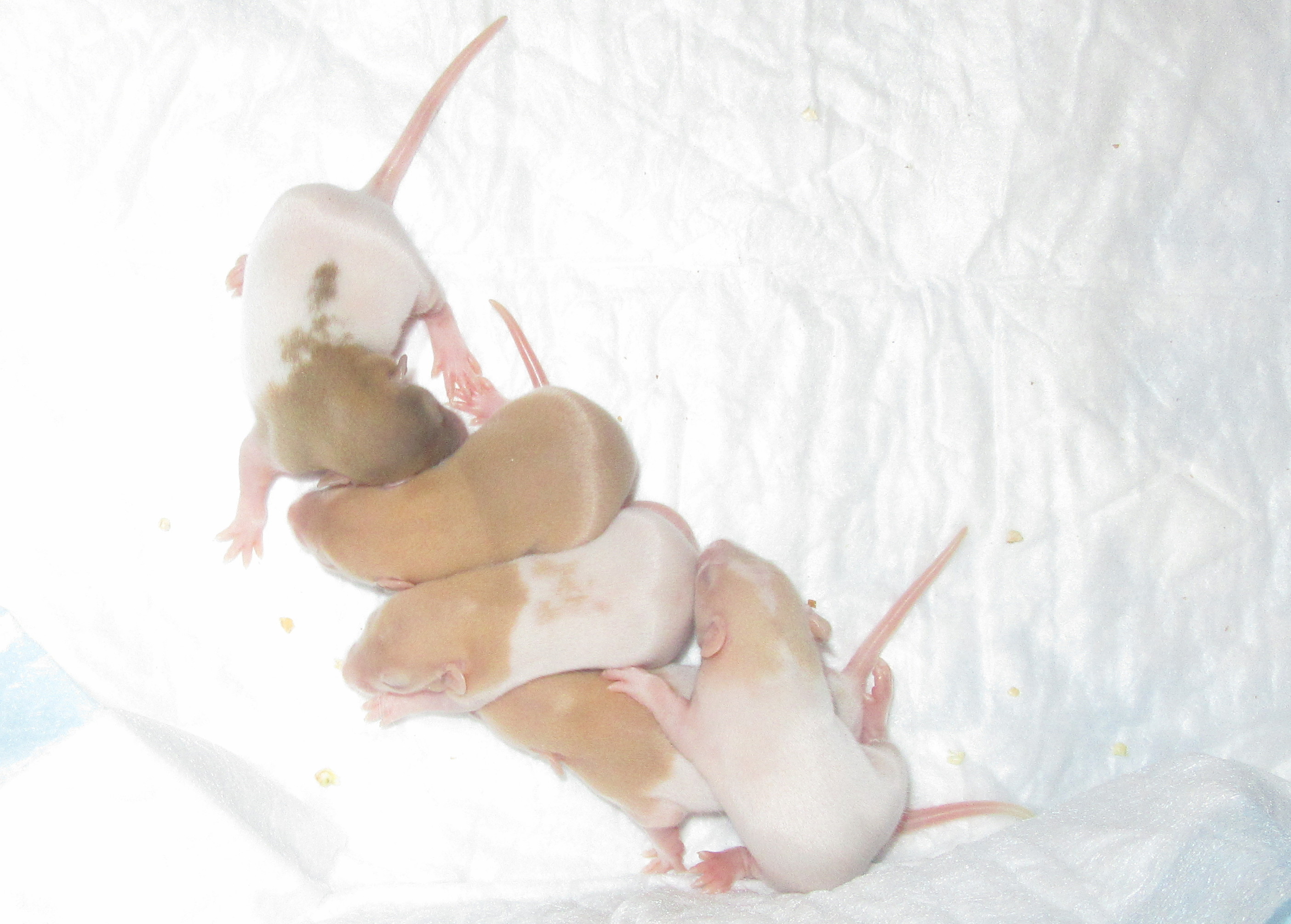 L4 девочки 07.jpg