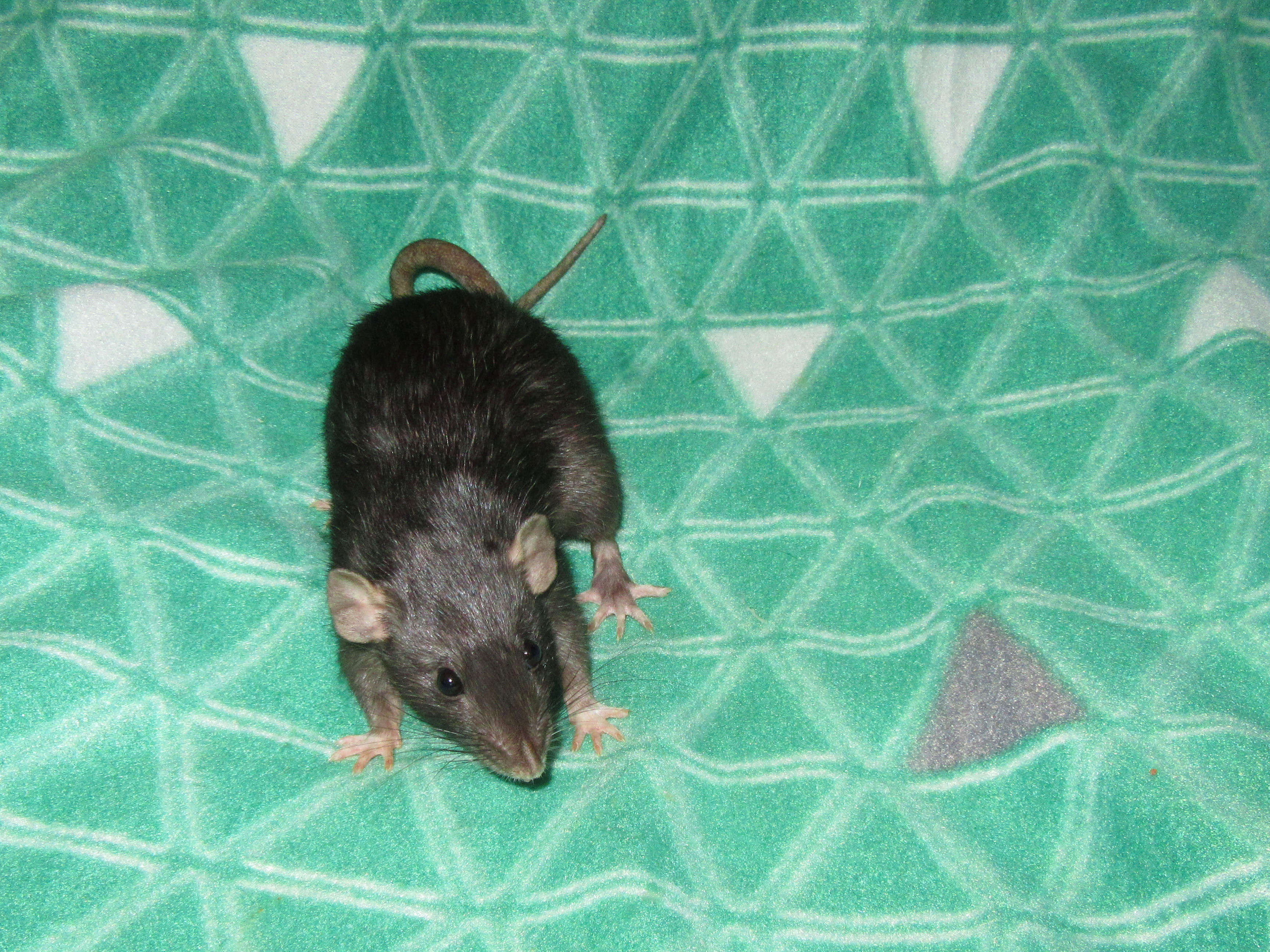 Вупи Голдберг 02.jpg