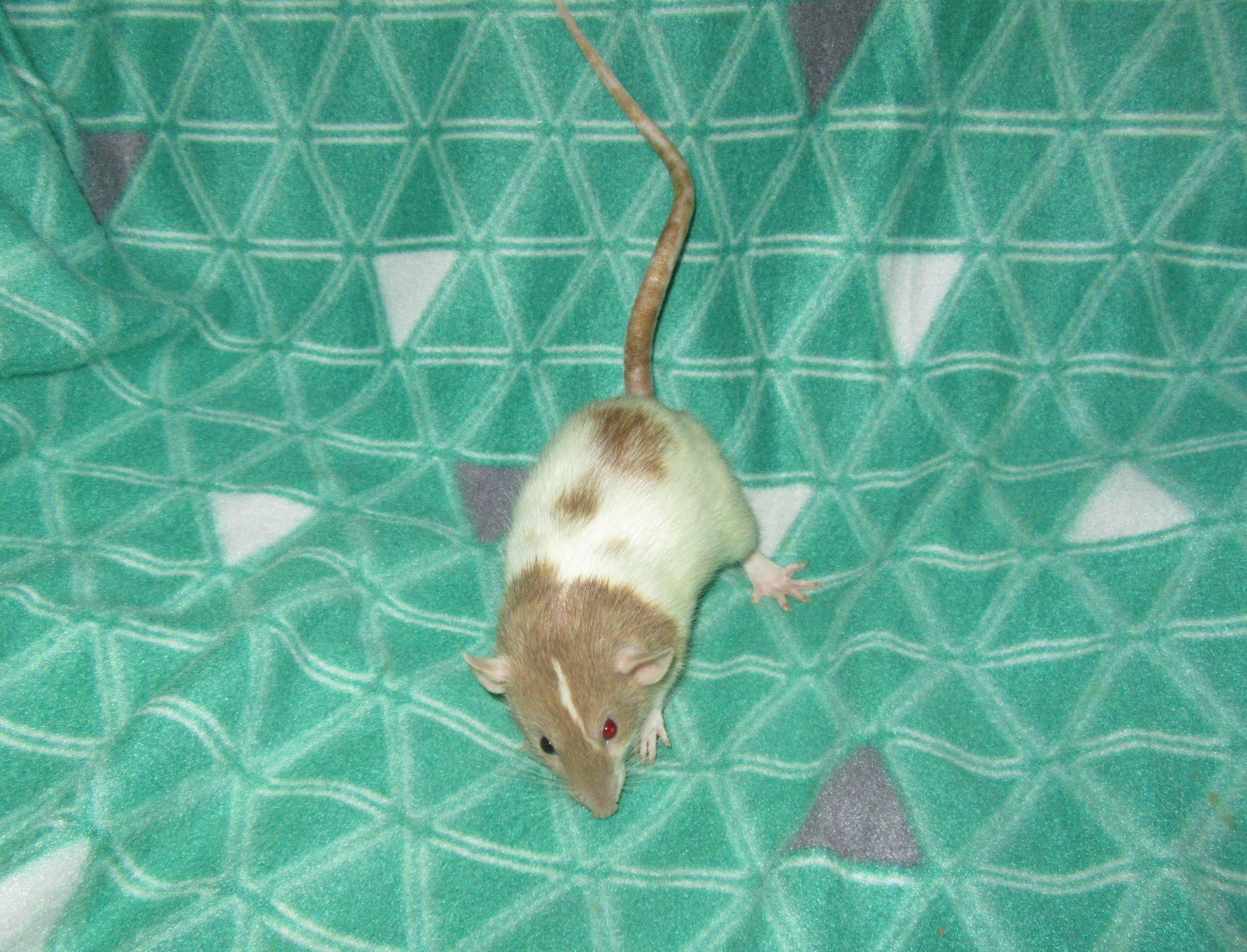 J4 Йолочка 01.jpg