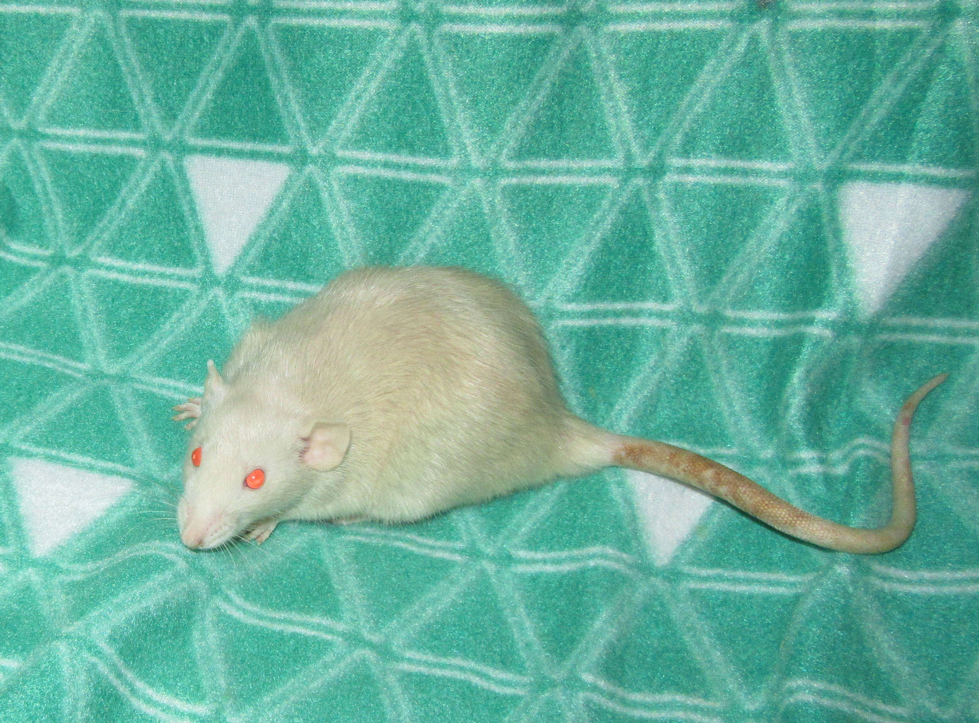 Вангелия 02.jpg