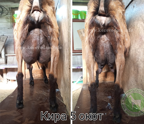 Кира 4 Екатеринаъ.jpg