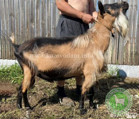 Вильсон 4 liliadolin.jpg