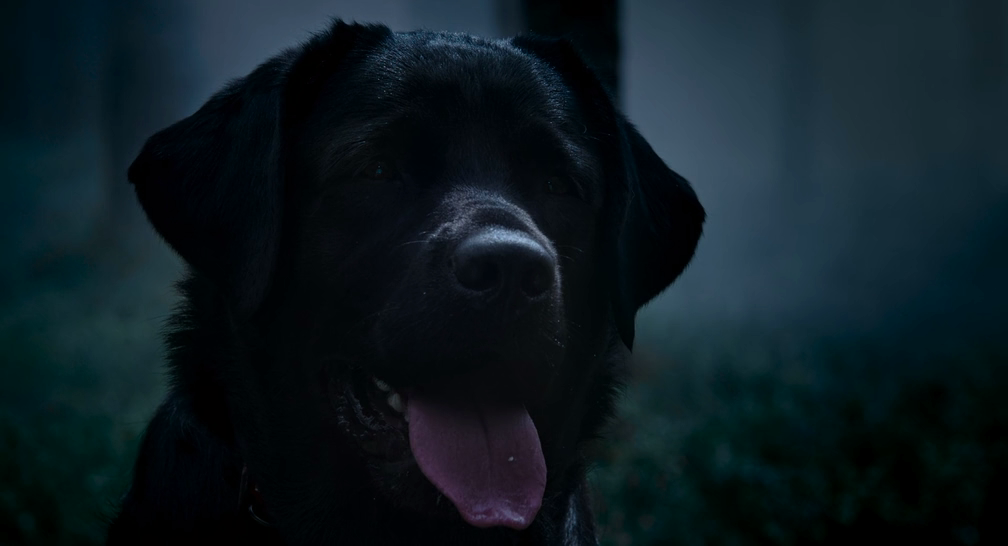 Догги (2025) WEB-DLRip-AVC_ivanes.mkv_20260206_213354.779.png