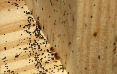 Гнездо клопов в щели