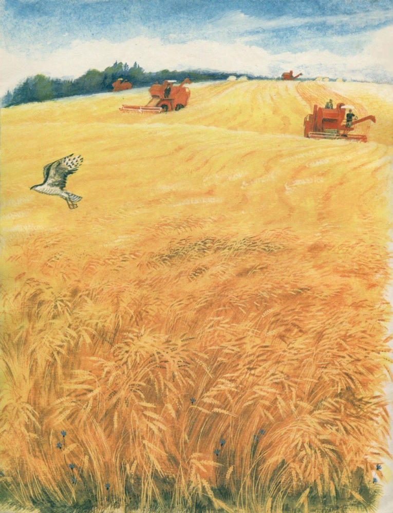 Бухар Авдис - Земляника поспела (1974)_pic10.jpg